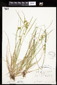 Carex cryptolepis image