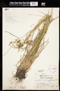 Carex cryptolepis image