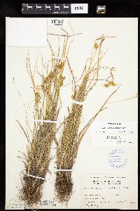 Carex cryptolepis image