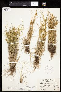 Carex cryptolepis image