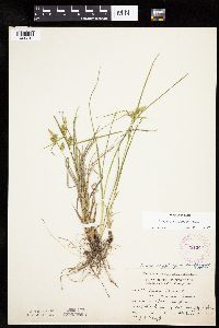 Carex cryptolepis image