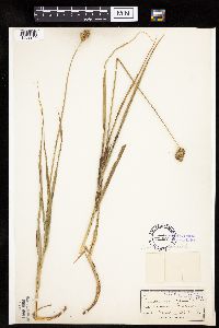 Image of Carex cumulata