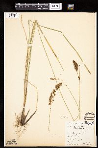 Carex cusickii image