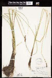 Carex cusickii image