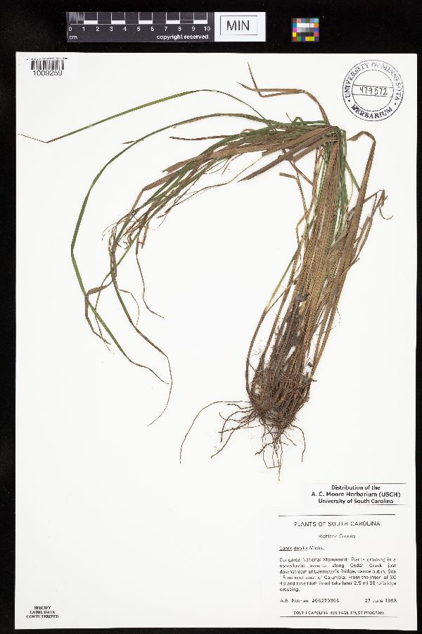 Carex debilis image
