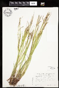 Carex debilis image