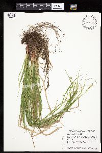 Carex debilis image
