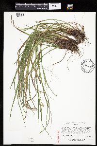 Carex debilis image