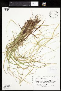 Carex debilis image