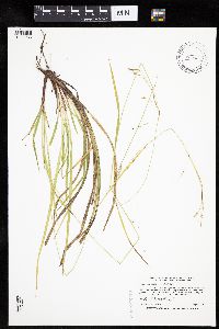 Carex debilis image