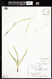 Carex debilis image