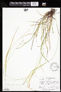 Carex debilis image