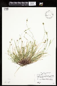 Carex deflexa var. deflexa image