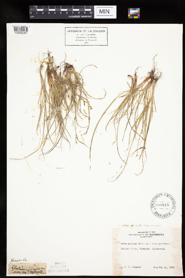 Carex deflexa var. boottii image