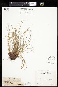 Carex deflexa var. boottii image