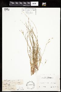 Carex deflexa var. boottii image