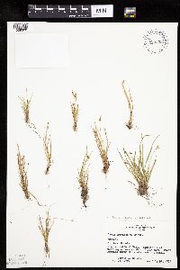 Carex deflexa var. boottii image