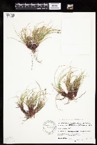 Carex deflexa var. boottii image