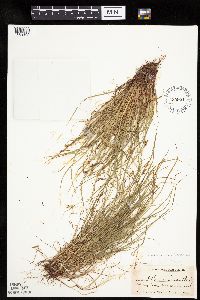 Carex deflexa var. deflexa image