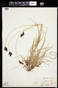 Image of Carex chalciolepis