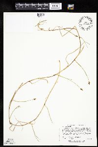 Carex chordorrhiza image