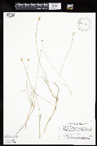 Carex chordorrhiza image