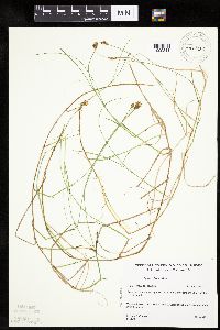 Carex chordorrhiza image