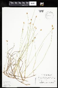 Carex chordorrhiza image