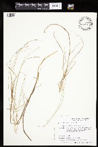 Carex chordorrhiza image