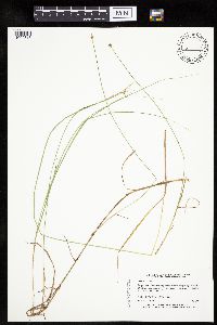 Carex chordorrhiza image