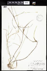 Carex chordorrhiza image