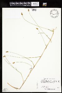 Carex chordorrhiza image