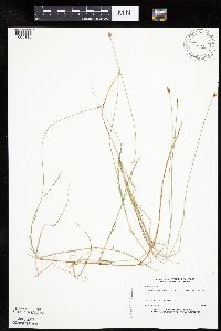 Carex chordorrhiza image