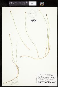 Carex chordorrhiza image