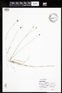 Carex chordorrhiza image