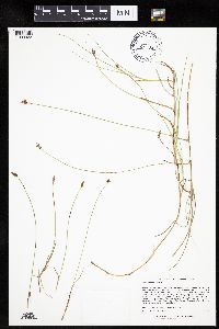 Carex chordorrhiza image