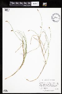 Carex chordorrhiza image