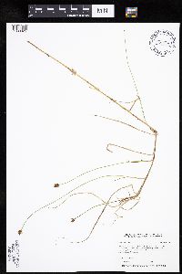 Carex chordorrhiza image