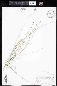 Carex chordorrhiza image