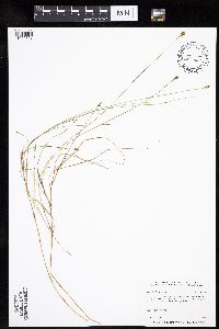Carex chordorrhiza image