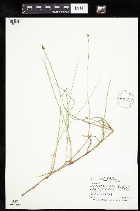 Carex chordorrhiza image
