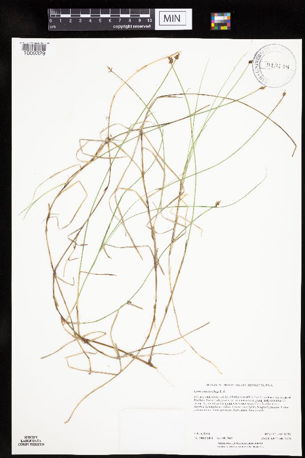 Carex chordorrhiza image
