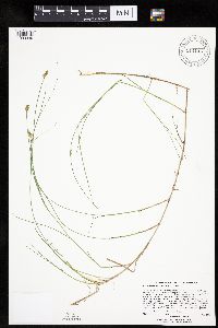 Carex chordorrhiza image