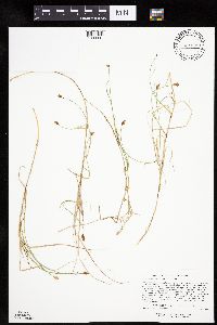 Carex chordorrhiza image