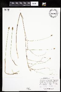 Carex chordorrhiza image