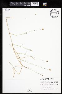 Carex chordorrhiza image