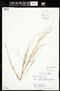 Carex chordorrhiza image