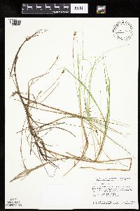 Carex chordorrhiza image