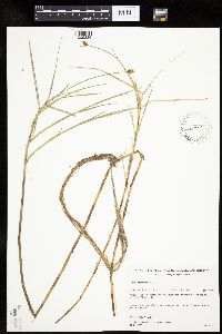 Carex chordorrhiza image