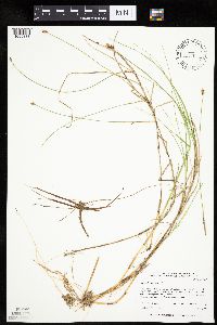Carex chordorrhiza image